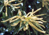 Clicca