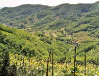 Clicca